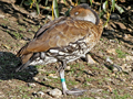 West Indian Whistling Duck